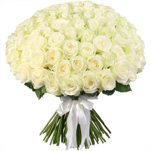 Розы Россия белые