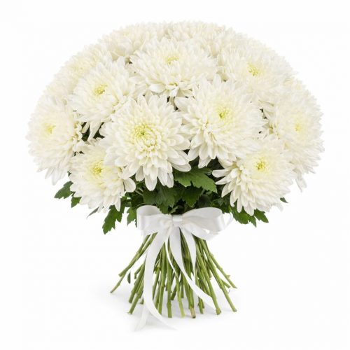 Хризантема одноголовая белая