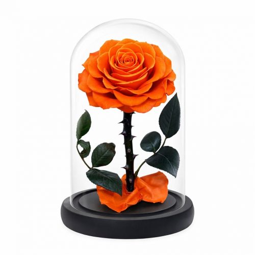 Роза в колбе оранжевая