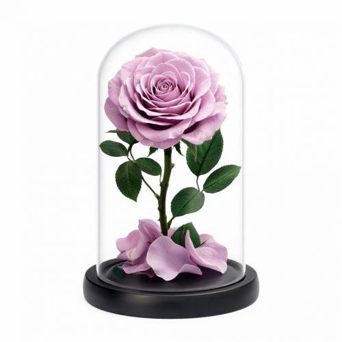 Роза в колбе пурпурная